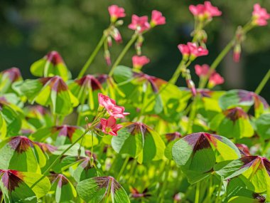 Çiçekli şanslı yonca, oksalis tetraphylla