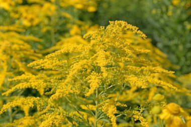 Çiçekli altın çubuk, solidago, yakın plan.
