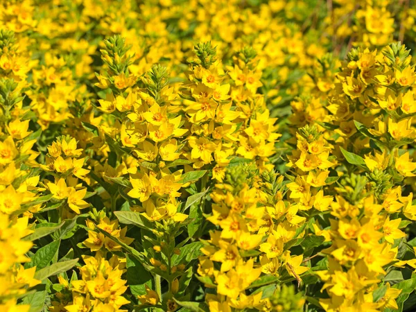 Virágzó Aranyfelberich Lysimachia Punctata Tavasszal — Stock Fotó