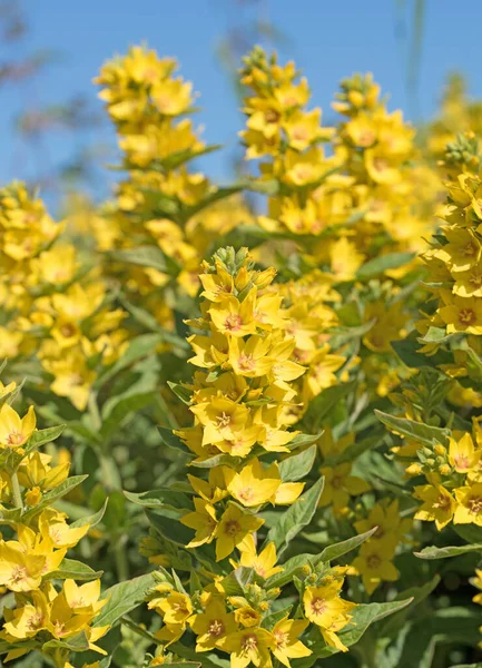 Floreciente Goldfelberich Lysimachia Punctata Primavera —  Fotos de Stock