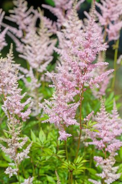 Açan prachtspiere, astilbe, pembeyle