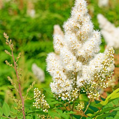 Açan prachtspiere, astilbe, beyazlar içinde
