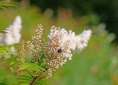Açan prachtspiere, astilbe, beyazlar içinde