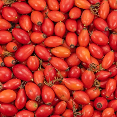 Olgunlaşmış gül kalçaları yakın planda.