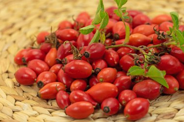 Bast kasesinde toplanmış gül kalçaları.