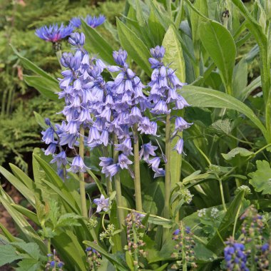 Çiçek açan Hasengloeckchen, Hyacinthoides, yakın plan
