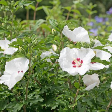 Bahçede çiçek açan beyaz amber çiçeği