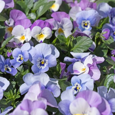 Çiçekli menekşeler, viyola cornuta, baharda