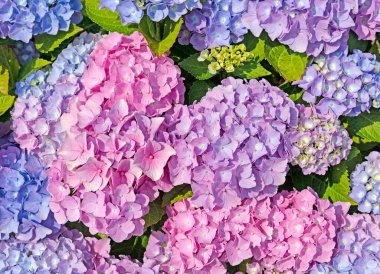 Çiçekli atlar, ortancalar, yakın plan.