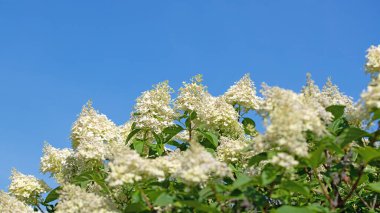 Çiçekli ortancalar, ortancalar, yazın