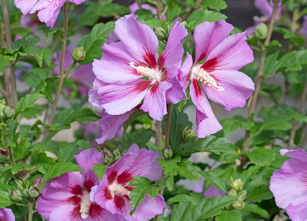Kvetoucí Ibišek Zahradě — Stock fotografie