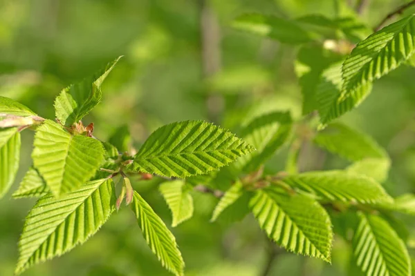 Hojas Jóvenes Haya Lúpulo Ostrya Carpinifolia — Foto de Stock