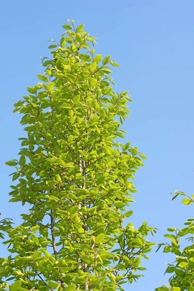 Hop Beech Ostrya Carpinifolia Spring — Stock Photo, Image