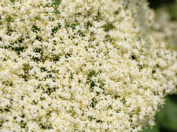 Flores Saúco Principios Verano Primer Plano — Foto de Stock