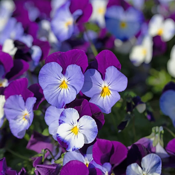 Blühende Veilchen Viola Cornuta Frühling — Stockfoto