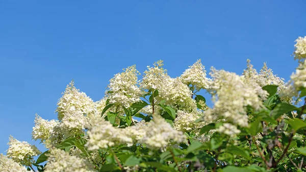 Çiçekli ortancalar, ortancalar, yazın