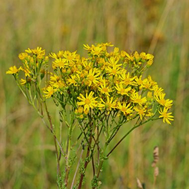 Çiçekli ragwort, Senecio jacobaea, yazın.