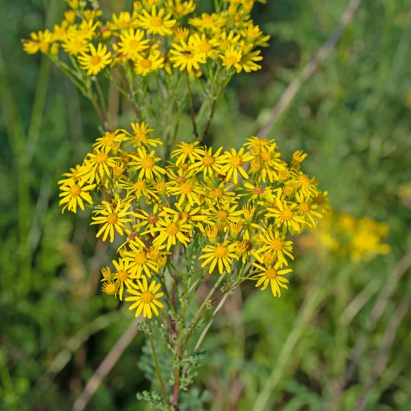 Blühender Spitzwegerich Senecio Jacobaea Sommer — Stockfoto