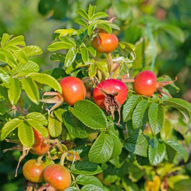 Patates gülünün olgun meyveleri, Rosa Rugosa