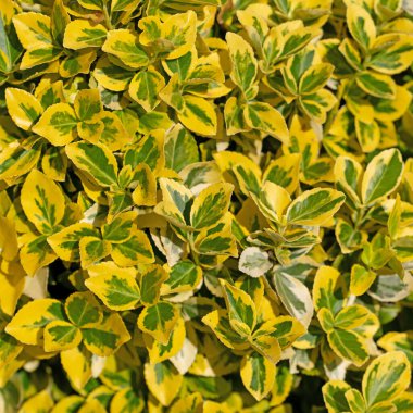 İlkbaharda Euonymus falına tırmanmak.