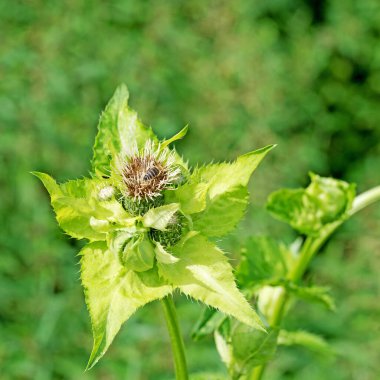 Çiçekli lahana devedikeni, sirsiyum oleraceum.