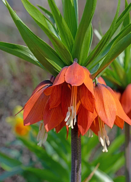 Flowering imperial crown, Fritillaria imperialis, in spring