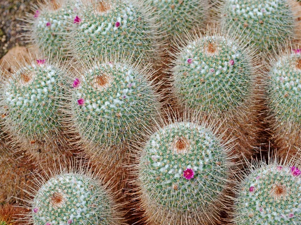 Kaktusy Mammillaria Geminispina Zbliżeniu — Zdjęcie stockowe