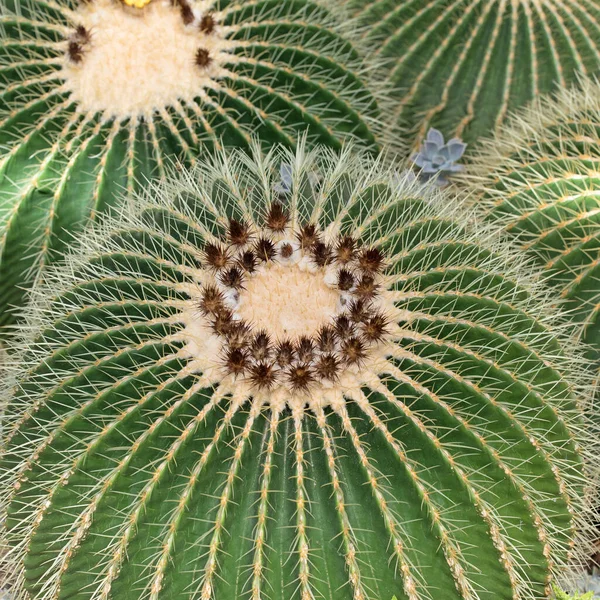 Cacti Echinocactus Grusonii Крупним Планом — стокове фото