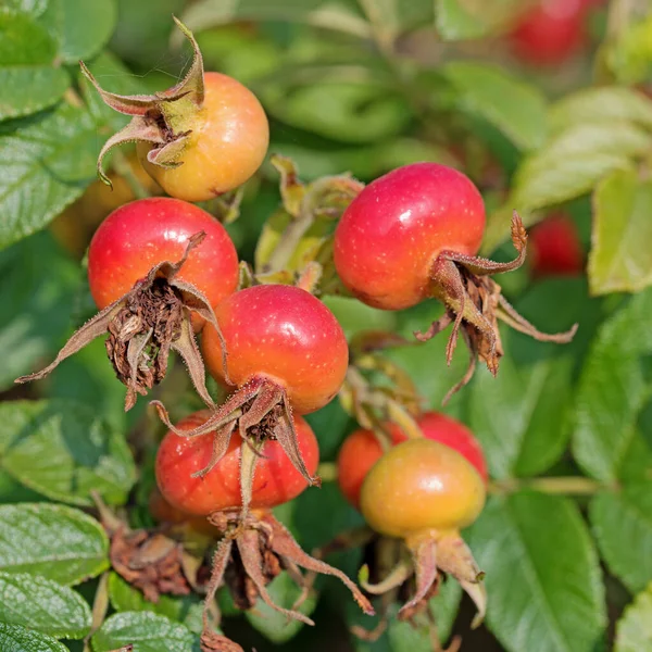 Fruits Mûrs Pomme Terre Rose Rosa Rugosa — Photo
