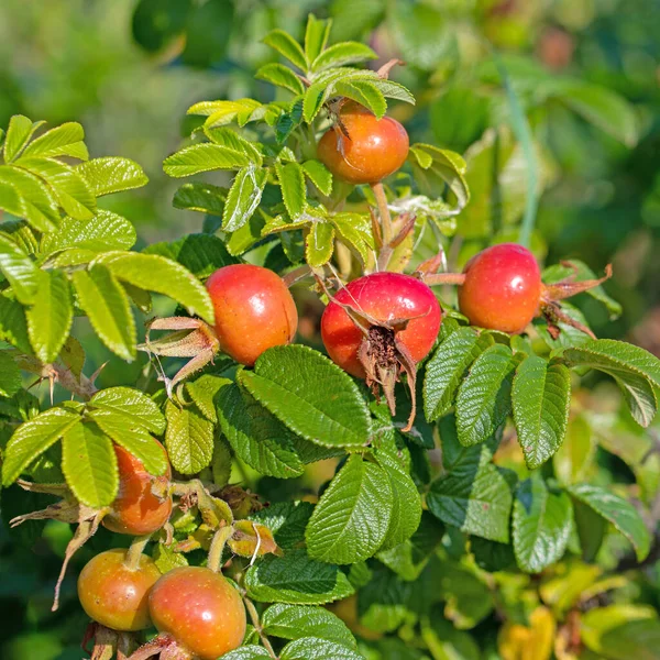 Frutos Maduros Batata Rosa Rosa Rugosa — Fotografia de Stock