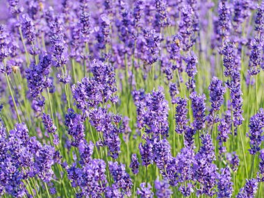 Çiçekli lavanta, Lavandula angustifolia, yazın