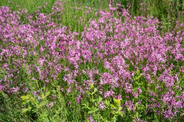 Flowering Cuckoo Carnation Silene Flos Cuculi Meadow — Stock Photo, Image