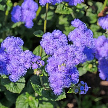 Çiçek açan karaciğer merhemi, Ageratum houstonianum