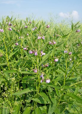 Çiçekli akciğer otu, Pulmonaria Officinalis, vahşi doğada