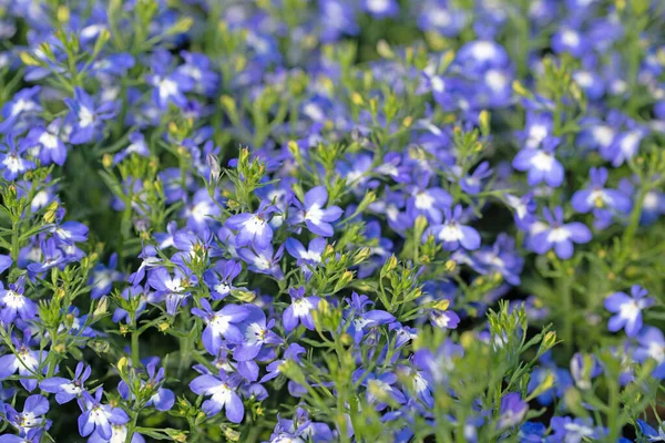 Blühende Lobelien Blau Und Weiß — Stockfoto