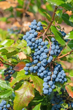 Sonbaharda Mahonie 'nin olgun meyveleri