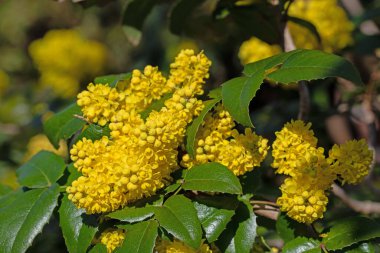 Sarı çiçekli Mahonia, Mahonia, baharda