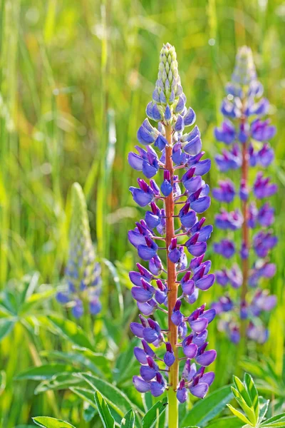 Bloeiende Lupine Weide — Stockfoto