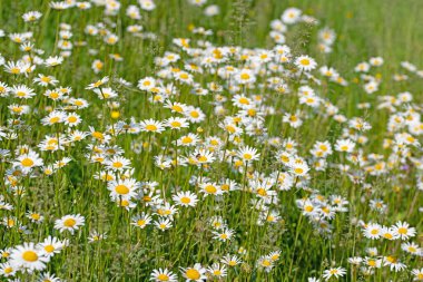 Çiçekli margueritler, Leucanthemum, çayırda
