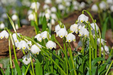 Çiçek açan bahar düğümü çiçekleri, leucojum vernum