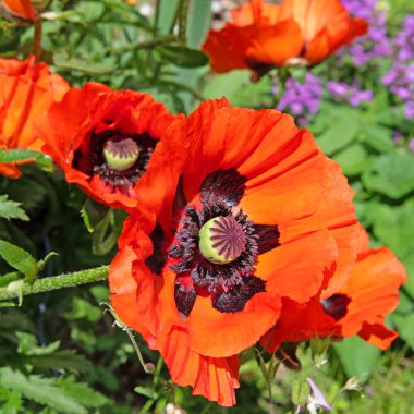 Çiçek açan Türk gelinciği, Papaver oryantasyonu, yakın planda