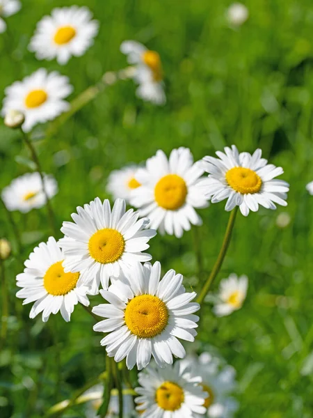 Çiçekli margueritler, Leucanthemum, çayırda