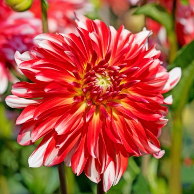 Çiçek açan kırmızı yıldız çiçeği