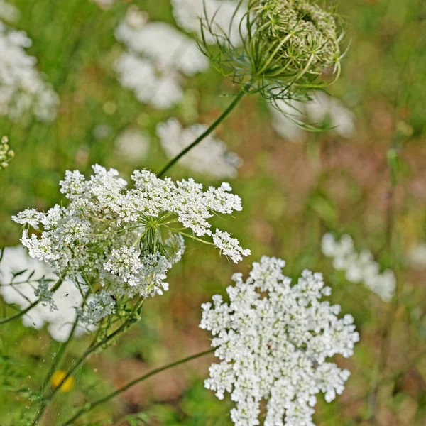 野生のニンジン Daucus Carotaの開花 — ストック写真