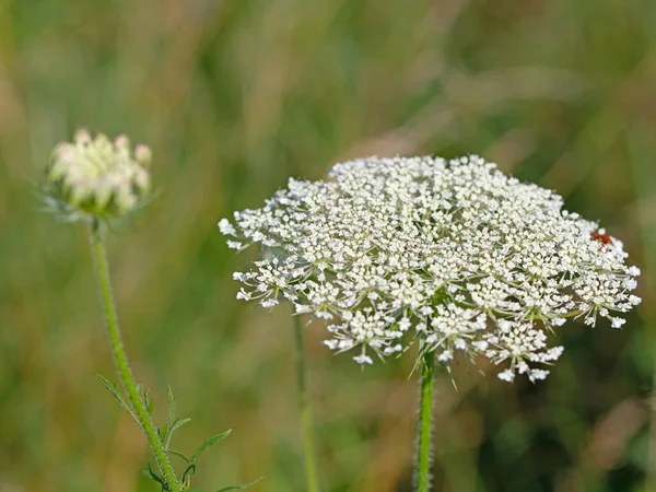 Floración Zanahoria Silvestre Daucus Carota —  Fotos de Stock