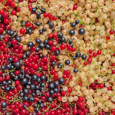 Yakın planda renkli üzümler