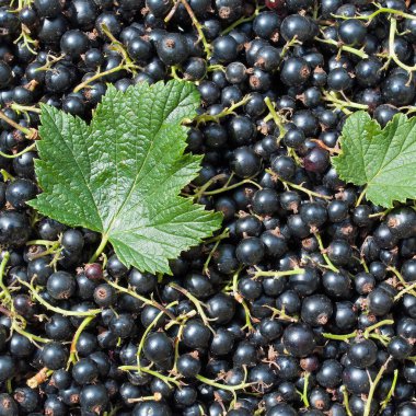 Yakın planda siyah frenk üzümü.