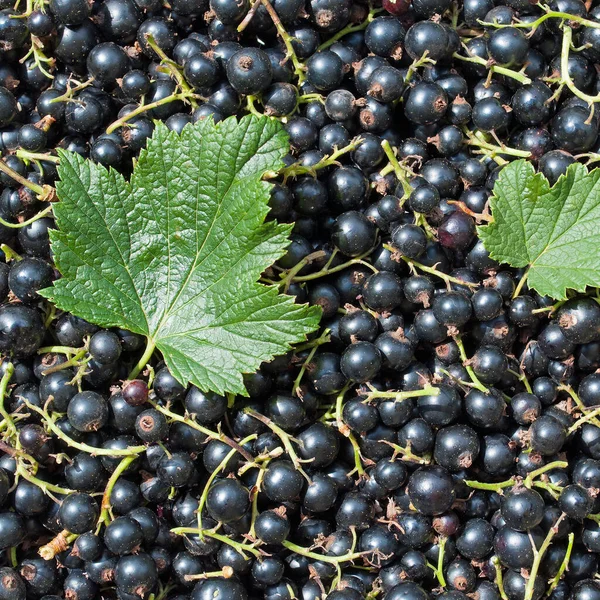 Ribes Nero Primo Piano — Foto Stock