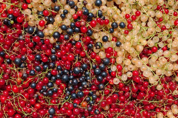 Kleurrijke Bessen Een Close — Stockfoto