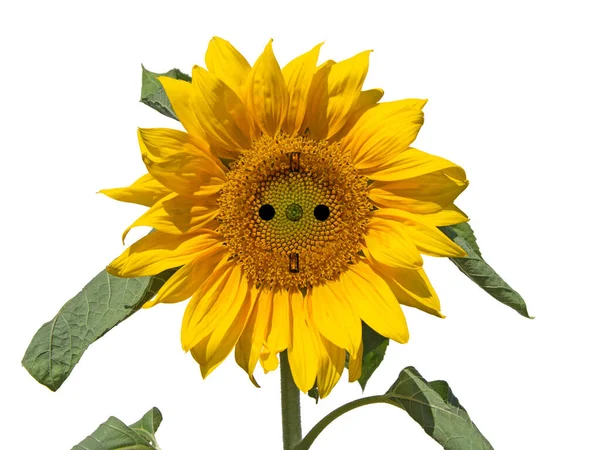 Energía Solar Girasol Con Cuenca — Foto de Stock